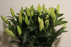 LYS OT ZAMBESI 90 2 F+